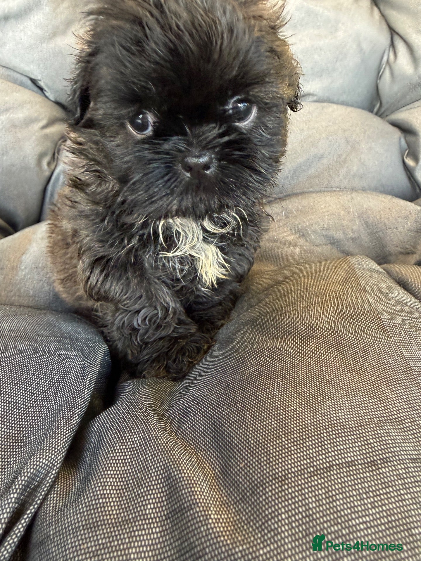 Shih Tzu dogs Stunning imperial Shihtzu BOYS Kc registered  - Advert 1