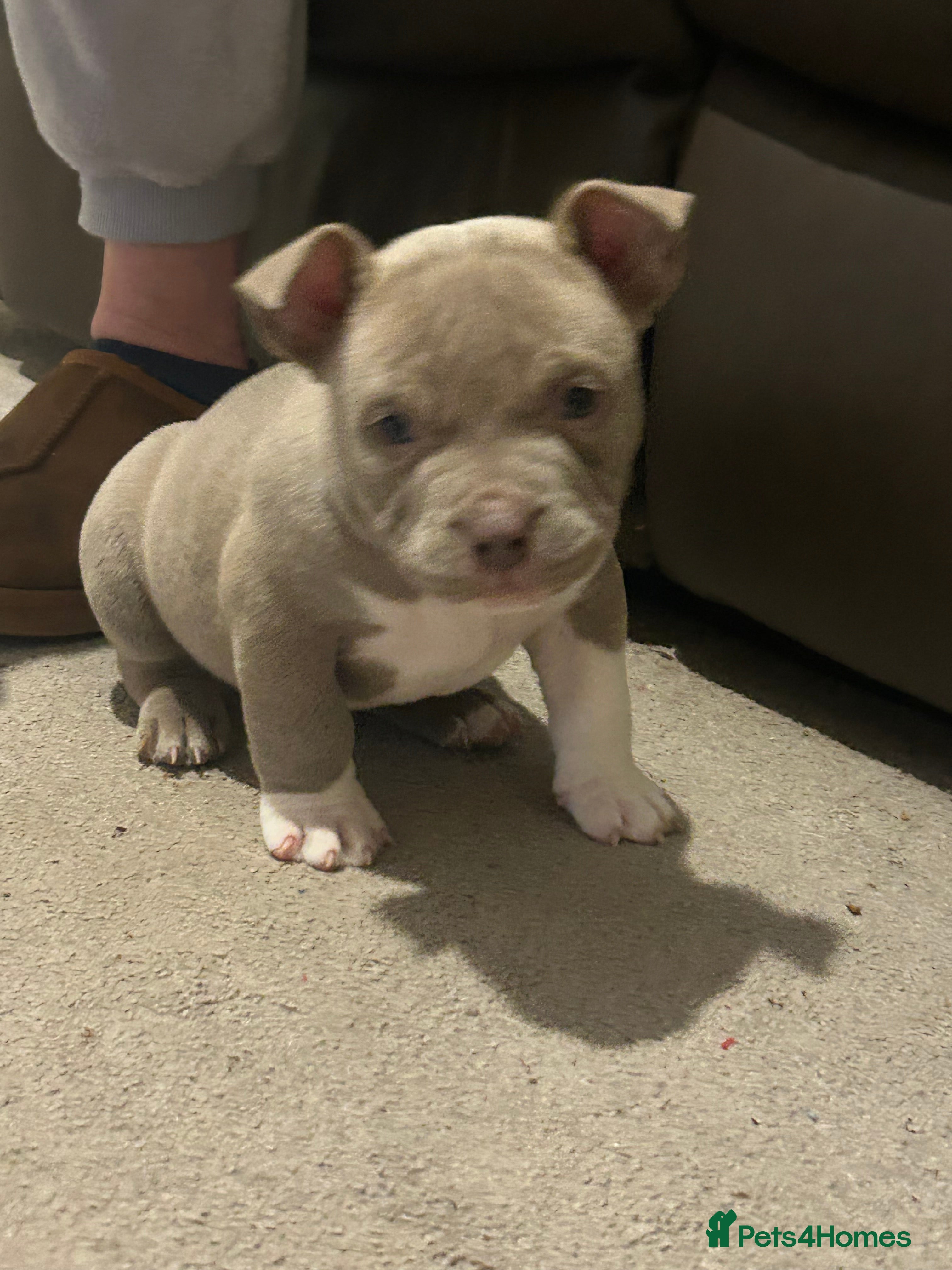 American Bully dogs American pocket bullys - Advert 17