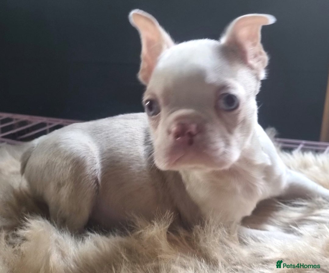 Boston Terrier dogs for sale:  KC Boston Terriers Blue eyed Lilac🩵 - Advert 1