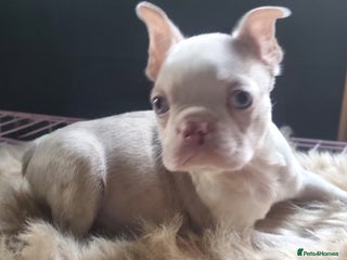 Boston Terrier dogs KC Boston Terriers Blue eyed Lilac🩵 - Advert 3