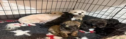 Shihpoo dogs for sale: Adorable ShihPoo Puppies Ready to Steal Your Heart in Northampton - Advert 18