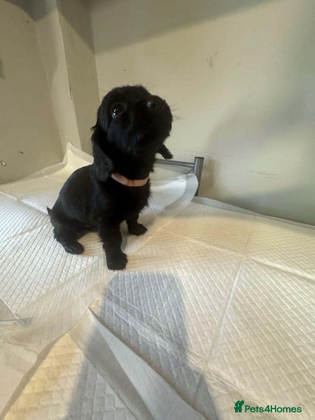 Doxiepoo dogs for sale: Doxiepoo pups  - Advert 14
