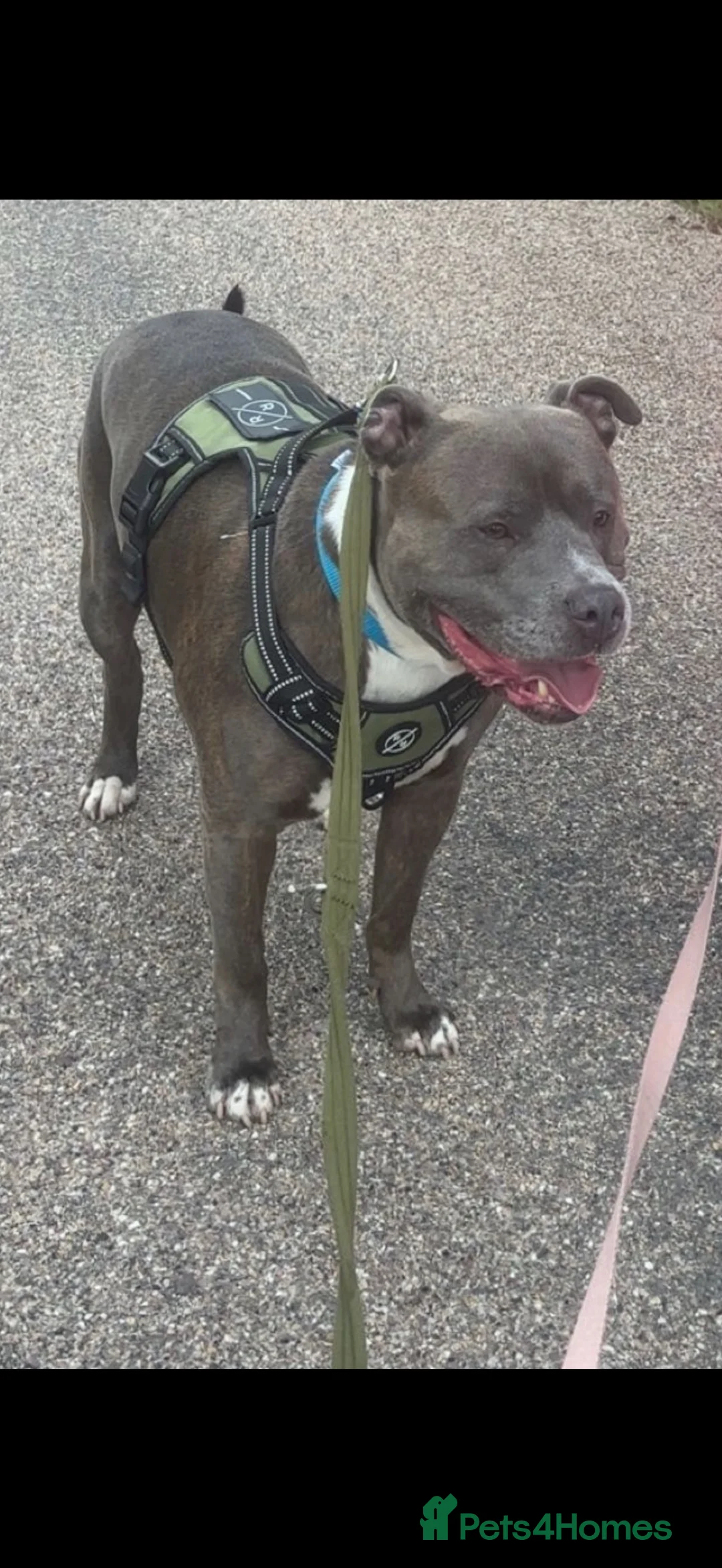 Mixed Breed dogs for sale: 🐾 Staffordshire Bull Terrier cross Puppies 🐾 in Blackburn - Advert 2