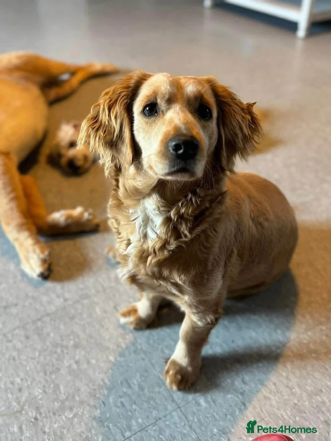 Mini Goldendoodle dogs for sale: Meet my adorable little girl! 🐾❤️ - Advert 1