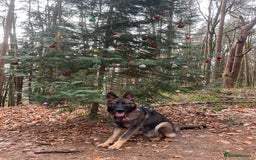 German Shepherd dogs for stud: Gorgeous German Shepherd For Stud in Kidderminster - Image 15