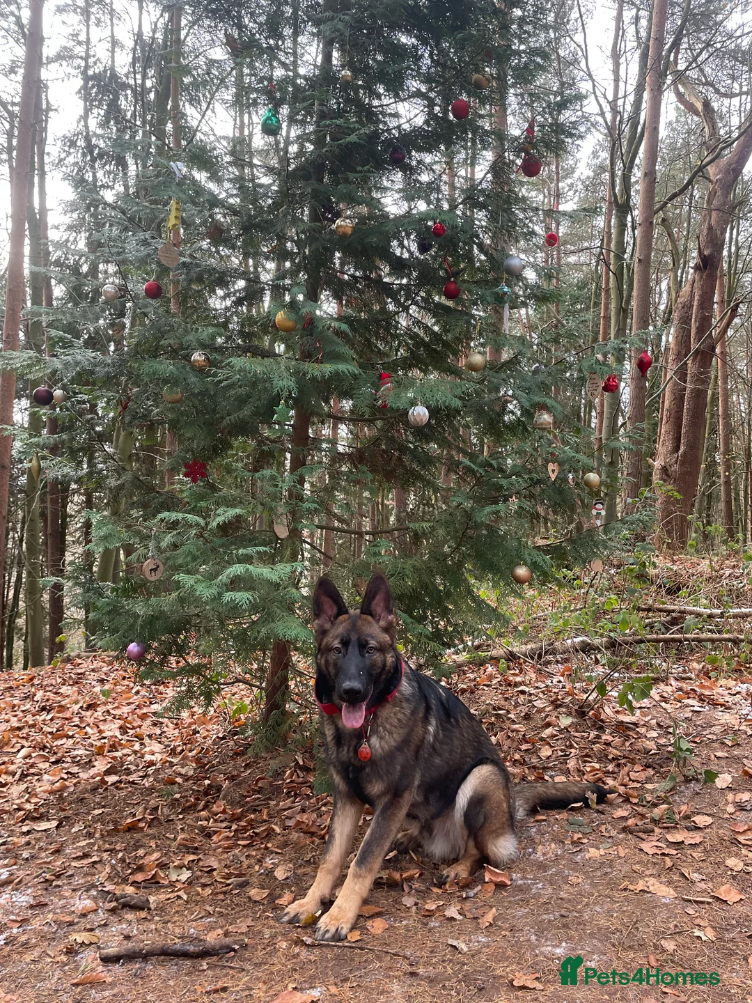 German Shepherd dogs for stud: Gorgeous German Shepherd For Stud in Kidderminster - Advert 15