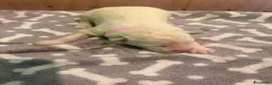 White Swiss Shepherd 8