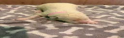 White Swiss Shepherd dogs for sale: Swiss white shepherds puppies  - Advert 25