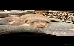 Miniature Dachshund dogs for sale: Beautiful litter of KC reg miniature dachunds  - Image 4