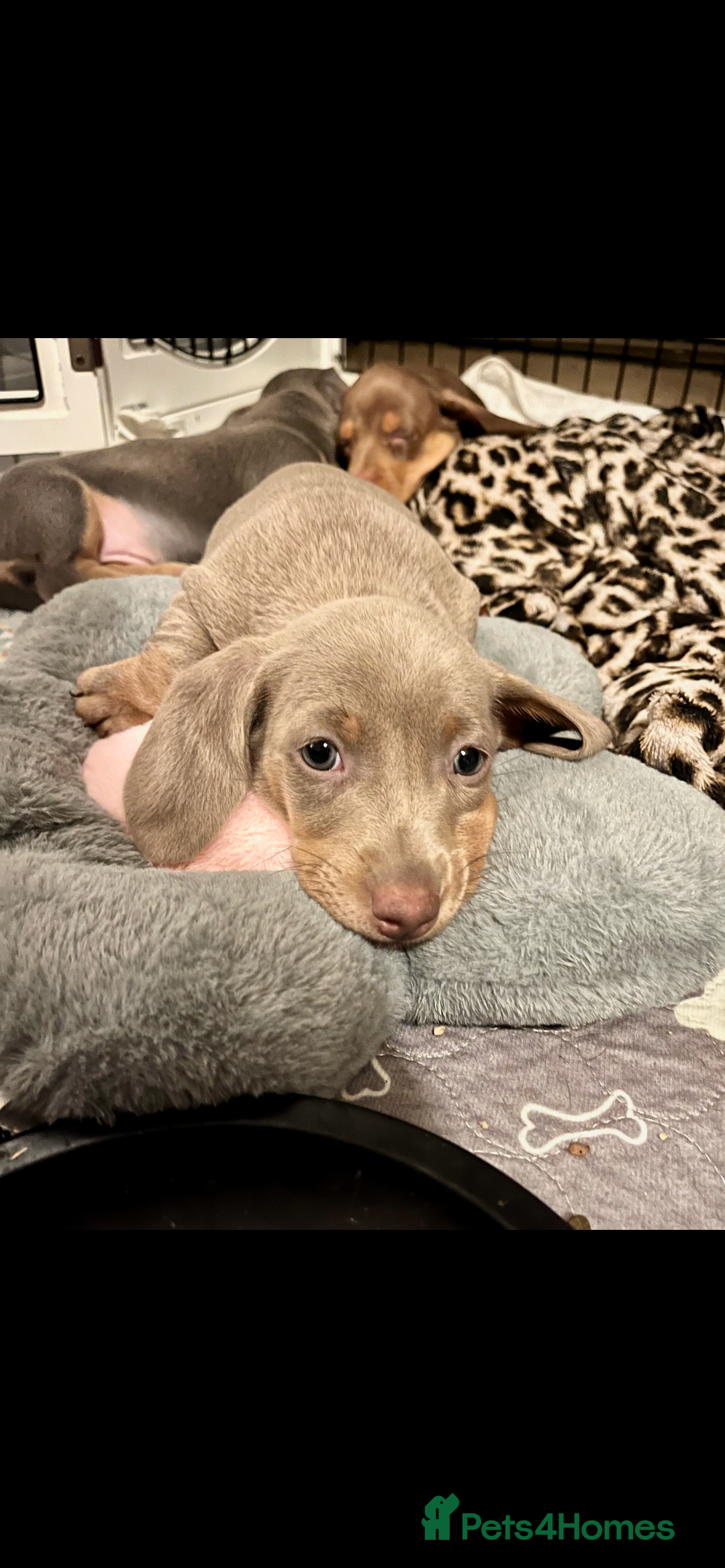 Miniature Dachshund dogs for sale: Beautiful litter of KC reg miniature dachunds  - Image 4
