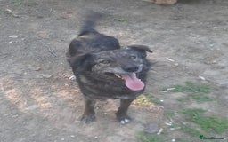 Mixed Breed dogs for adoption: 🐾🐾🐾 BUZZY🐾🐾🐾-SWEET CUTE BOY FOR ADOPTION🐾🐾 - Image 2