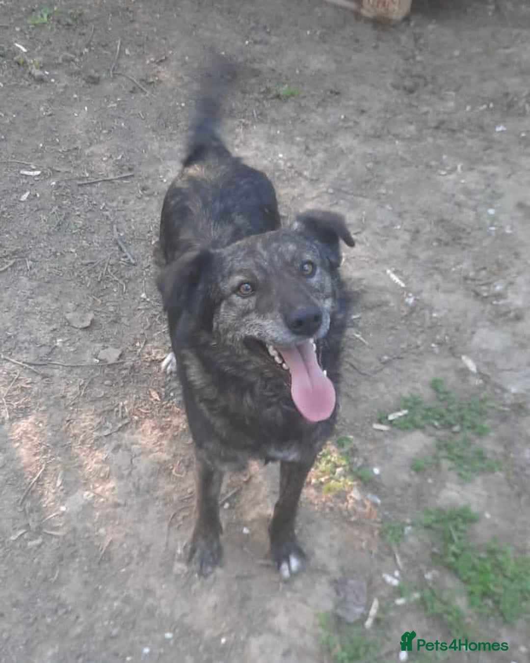 Mixed Breed dogs for adoption: 🐾🐾🐾 BUZZY🐾🐾🐾-SWEET CUTE BOY FOR ADOPTION🐾🐾 - Image 2