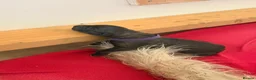 Irish Wolfhound dogs for sale: Irish Wolfhound Puppies for Sale: 3 Female 5 Male  in Cannock - Advert 6
