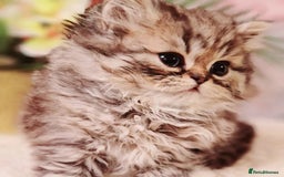 Persian cats for sale: Pure chinchilla Persians!!  - Image 6
