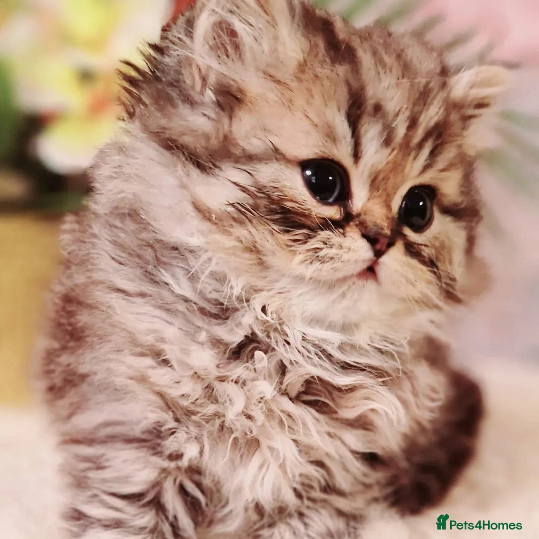 Persian cats for sale: Pure chinchilla Persians!!  - Image 6