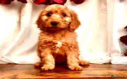 Cockapoo dogs for sale: Quality F1 Cockapoo Puppies GIRLS Various pricing  - Image 22