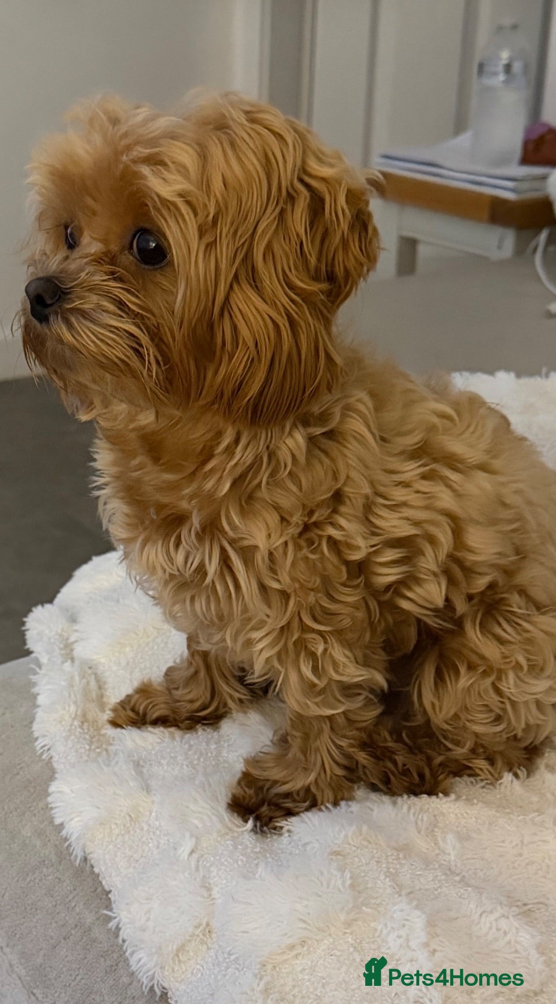 Maltipoo dogs Tiny Maltipoo female  - Advert 2