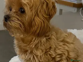 Maltipoo dogs Tiny Maltipoo female adorable soft honey boo - Advert 1