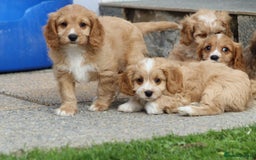 Cavapoo dogs for sale: F1 Cavapoo puppies for sale - Image 26