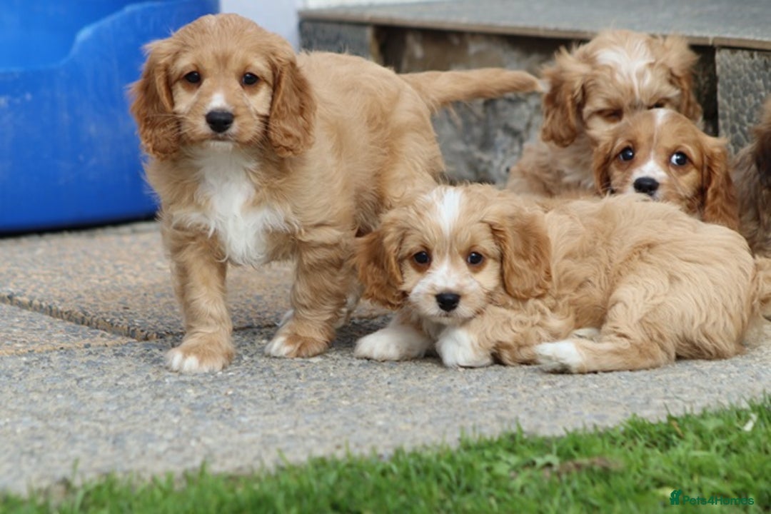 Cavapoo dogs for sale: F1 Cavapoo puppies for sale - Image 26