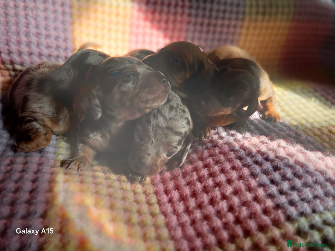 Miniature Dachshund dogs for sale: Minture dachshund puppies  - Image 4