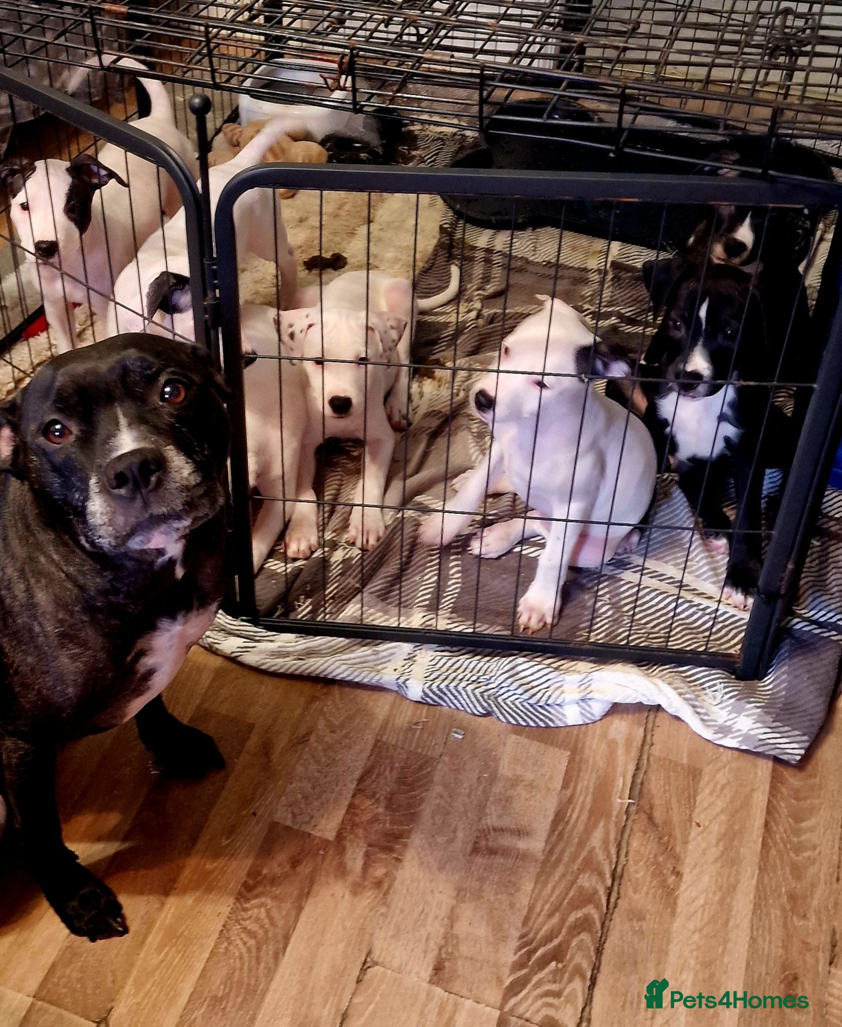 Staffordshire Bull Terrier dogs Staffordshire Bull Terrier puppy's for sale  - Advert 1