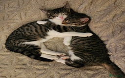 Mixed Breed cats for sale: 3 male grey and black tabbies  - Advert 1