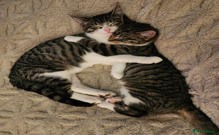 Mixed Breed cats - Advert 7