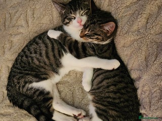 Mixed Breed cats 3 male grey and black tabbies - Advert 8