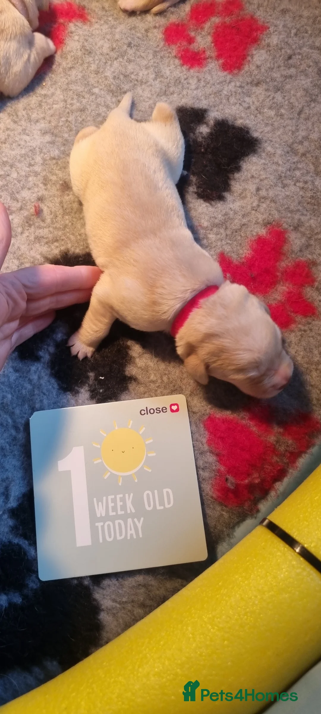 Labrador Retriever dogs for sale: Gorgeous chunky labrador puppies for sale  - Advert 32