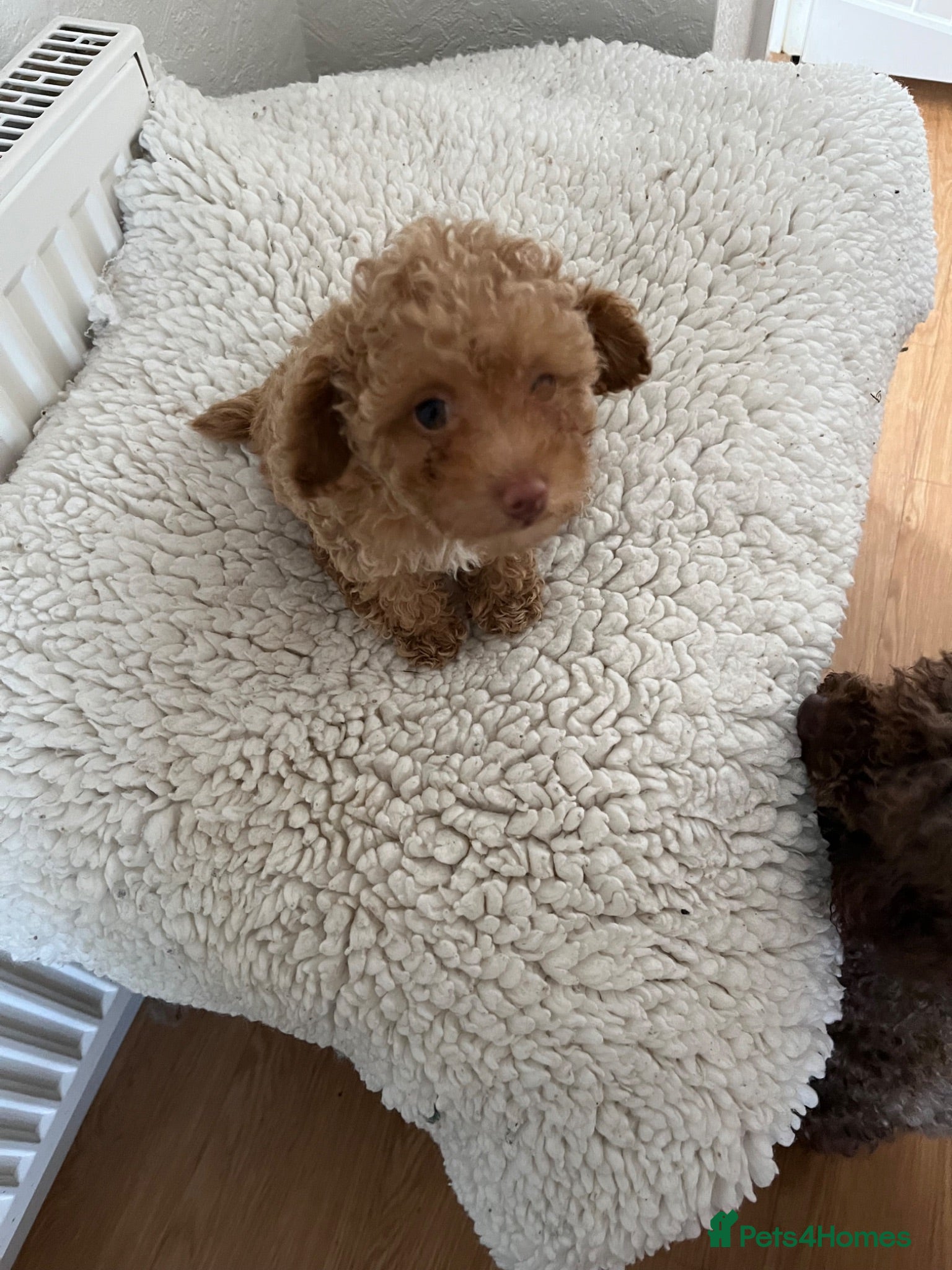 Toy Poodle dogs Tiny little toy poodle Ready Now ! - Advert 5