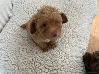 Toy Poodle dogs Tiny little toy poodle Ready Now ! - Advert 5