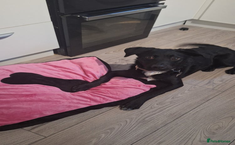 Border Collie dogs  Meggy🥰 - Advert 1