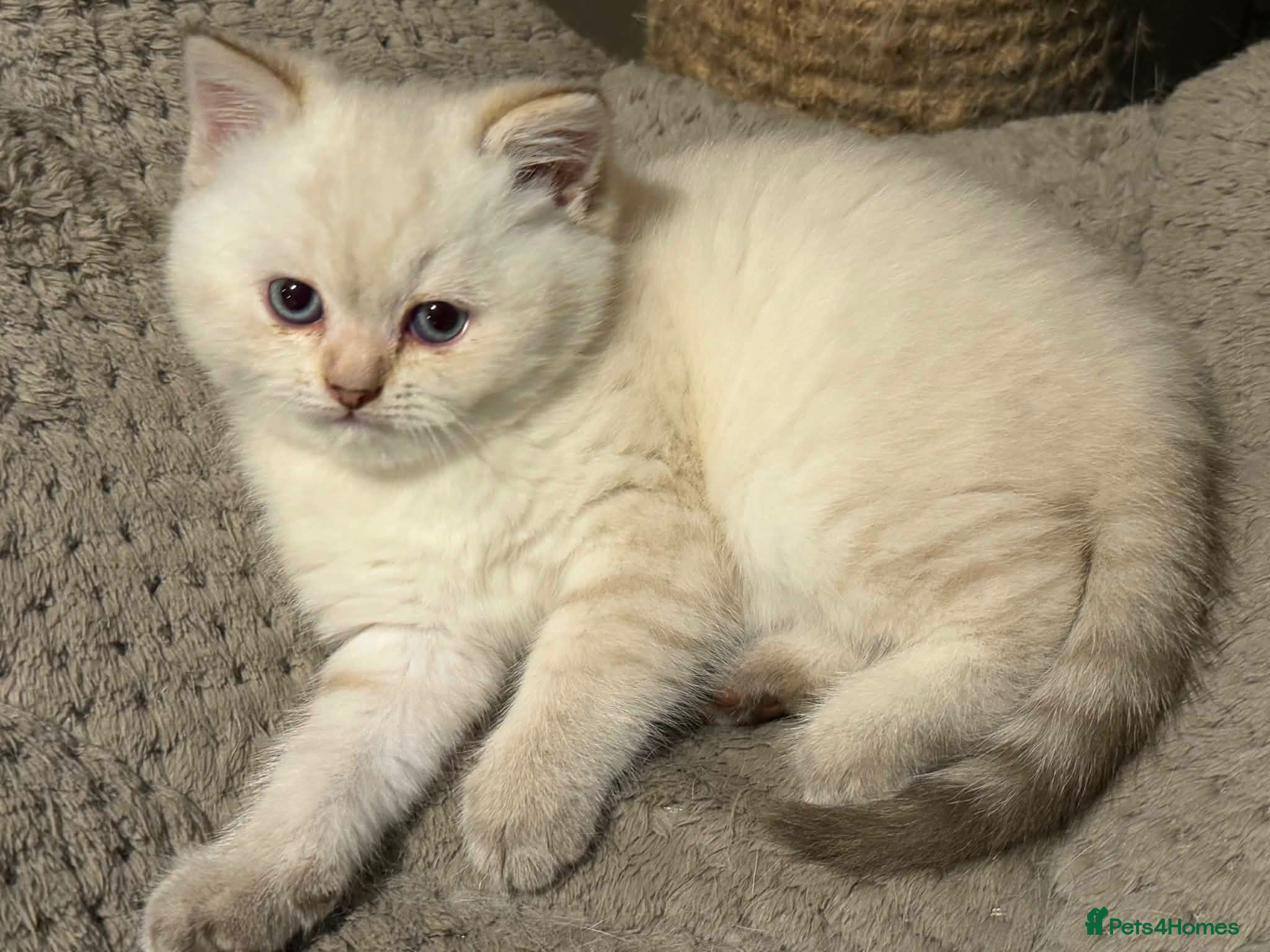 British Shorthair cats GCCF reg. British Shorthair kitten for pet home. - Advert 1