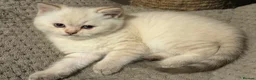 British Shorthair cats for sale: GCCF reg. British Shorthair kitten for pet home. in Sutton Coldfield - Advert 1