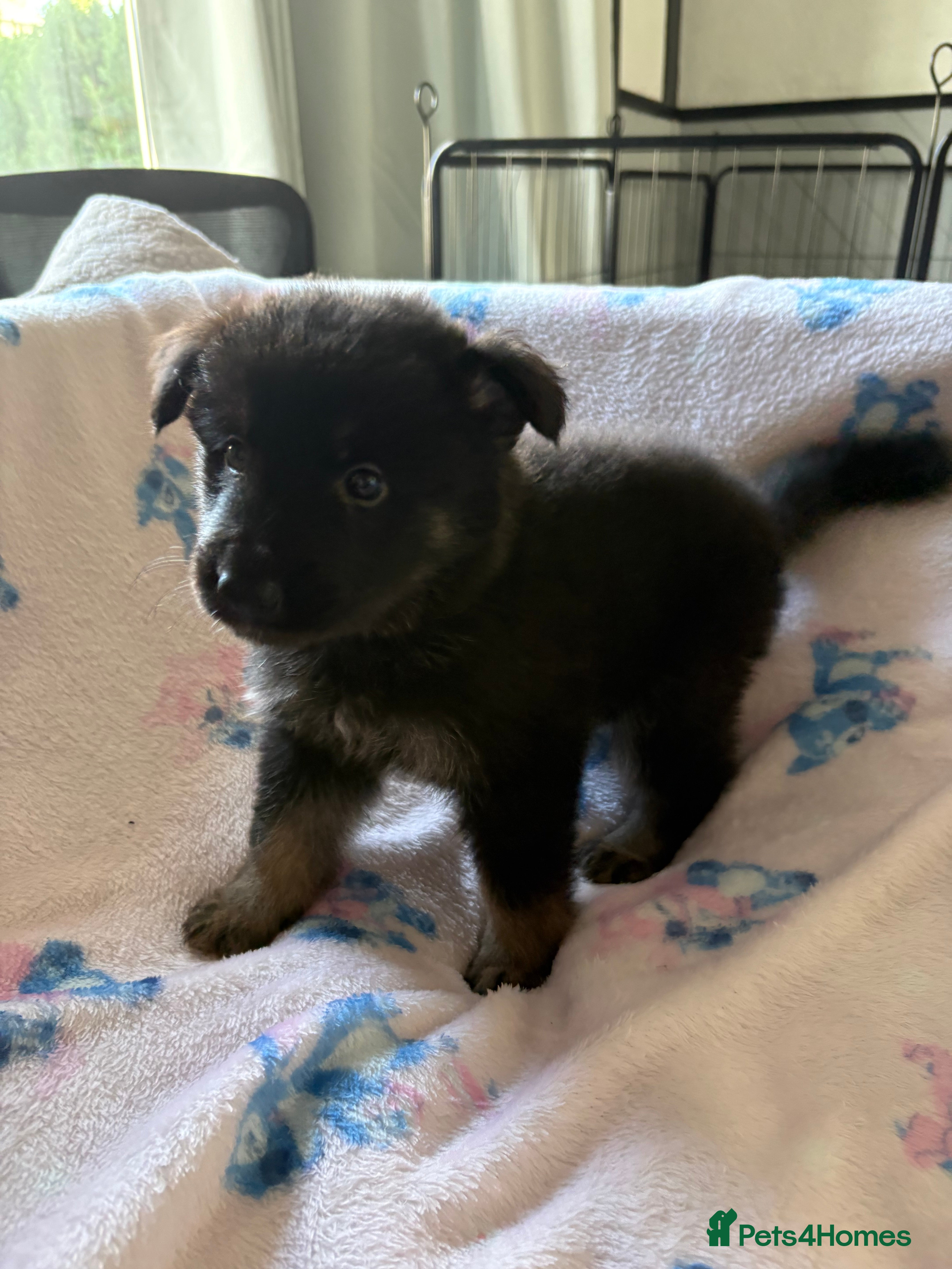 German Shepherd dogs German Shepard pups for sale - 2 boys 5 girls - Advert 2