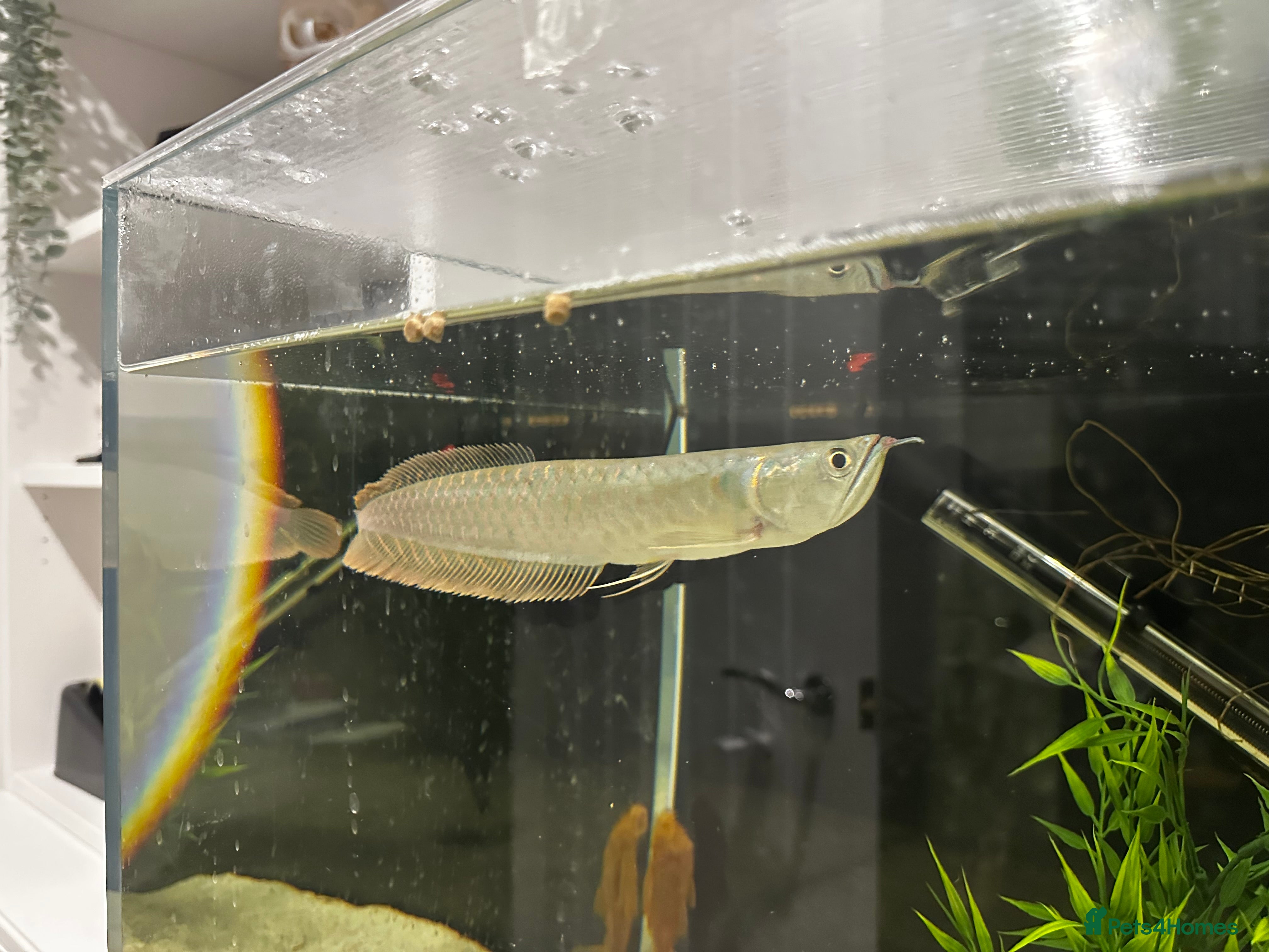 Other/Mixed Breed fish Silver Arowana, Pellet Fed, 8-10 inches - Advert 2