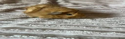 Guinea Pig rodents for sale: Female Guinea Pig - Advert 7