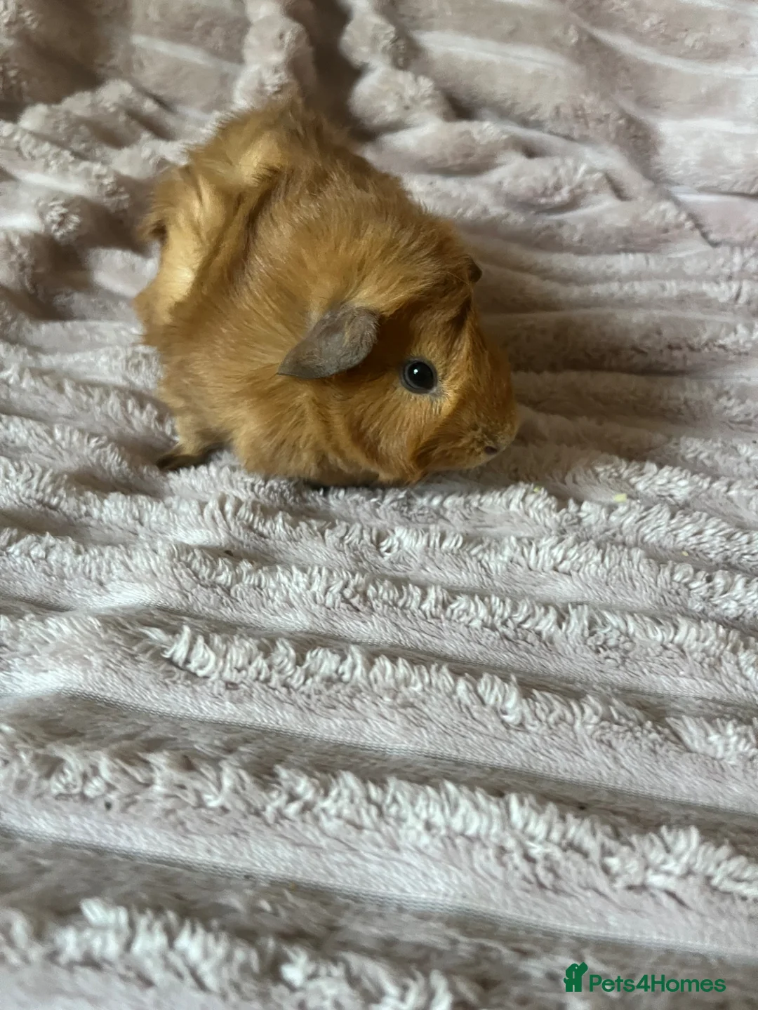 Guinea Pig rodents for sale: Female Guinea Pig - Advert 7