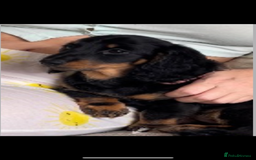 Miniature Dachshund dogs for sale: Adult Black and Tan female - Image 2