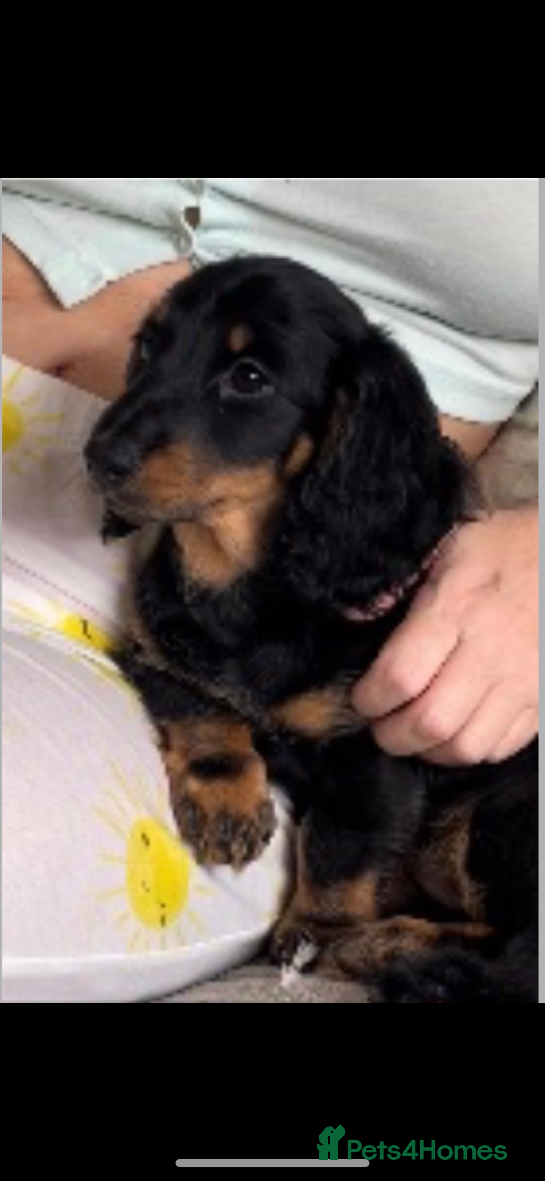 Miniature Dachshund dogs for sale: Adult Black and Tan female - Image 2