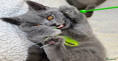 British Shorthair cats Adorable British Shorthair Kittens — READY TO GO! - Advert 14