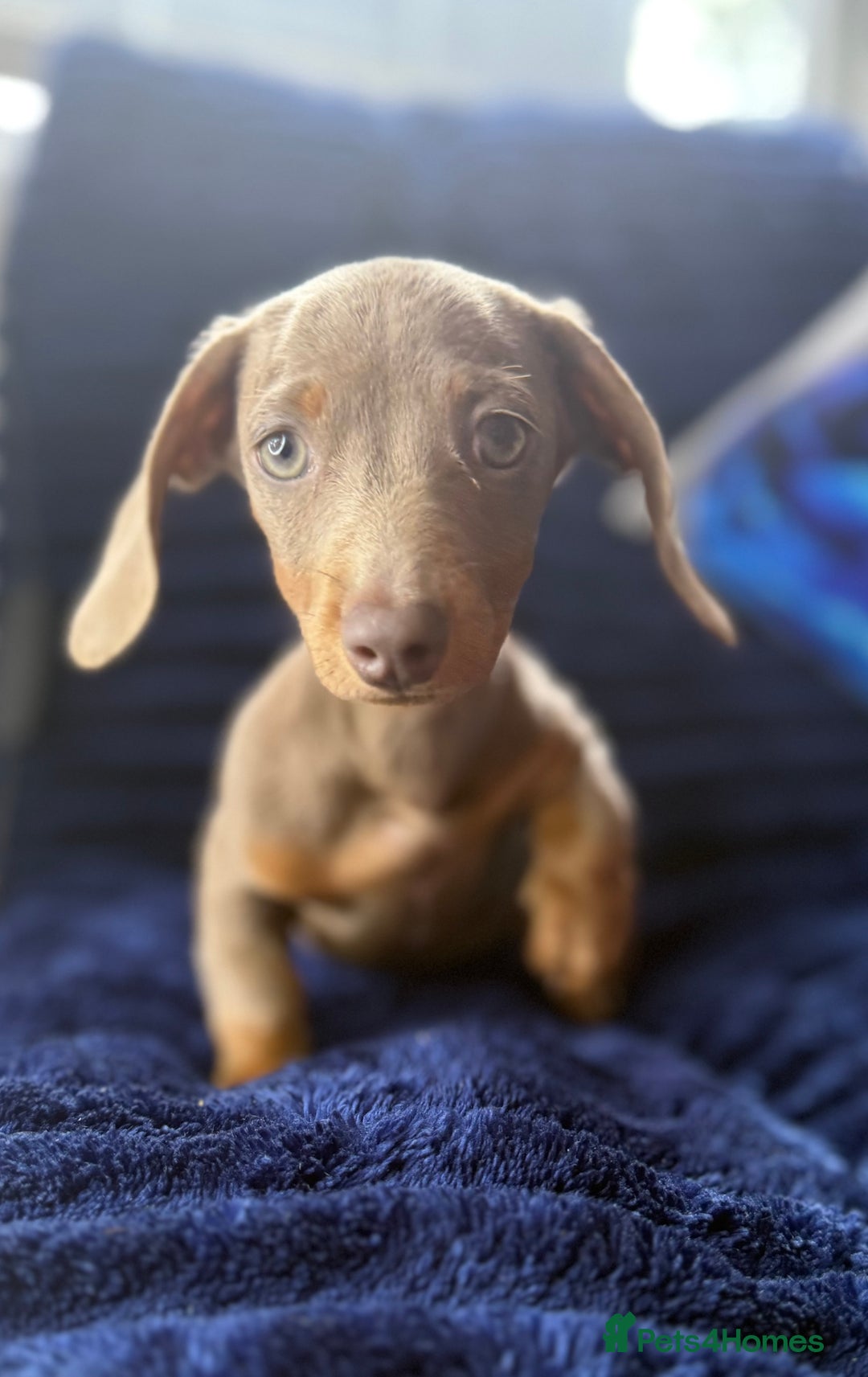 Miniature Dachshund dogs for sale: Miniature dachshund puppies  - Image 10