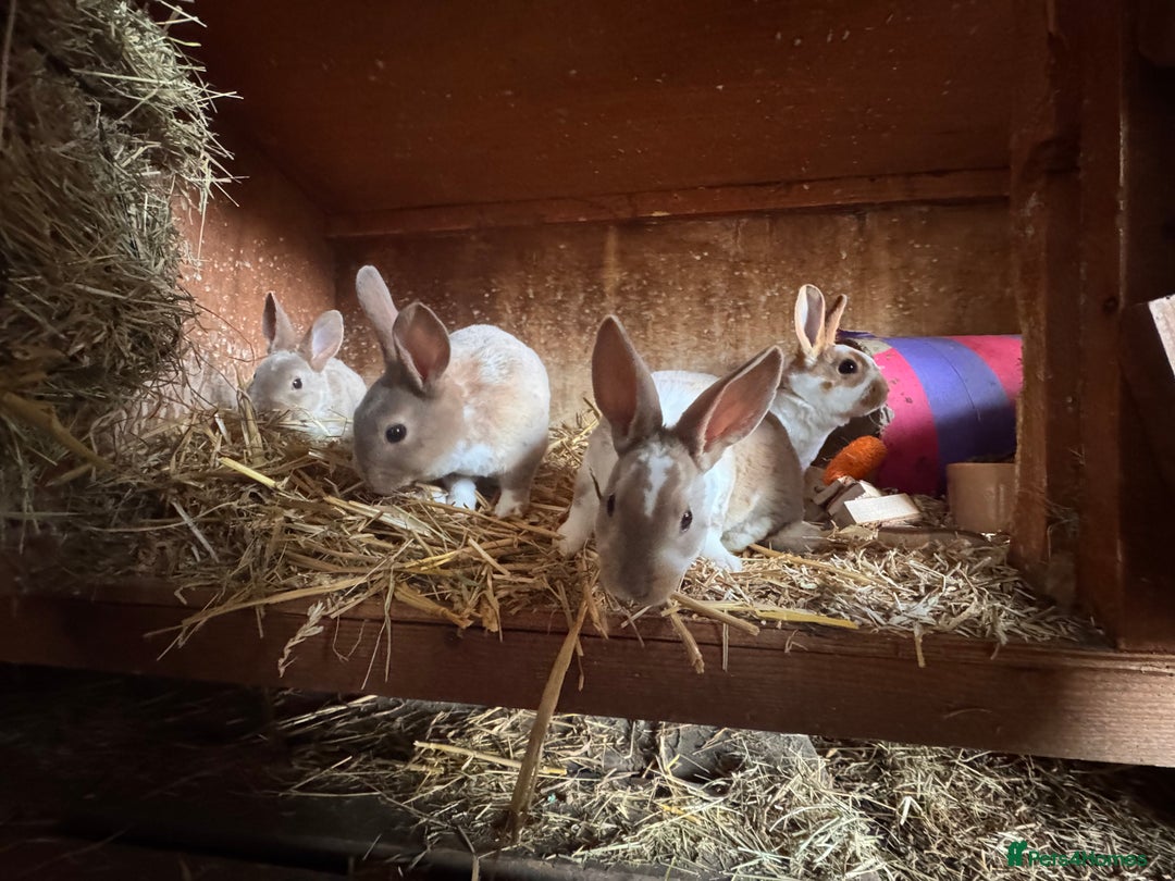 Rex rabbits for sale: Pedigree mini Rex bucks available  - Advert 4