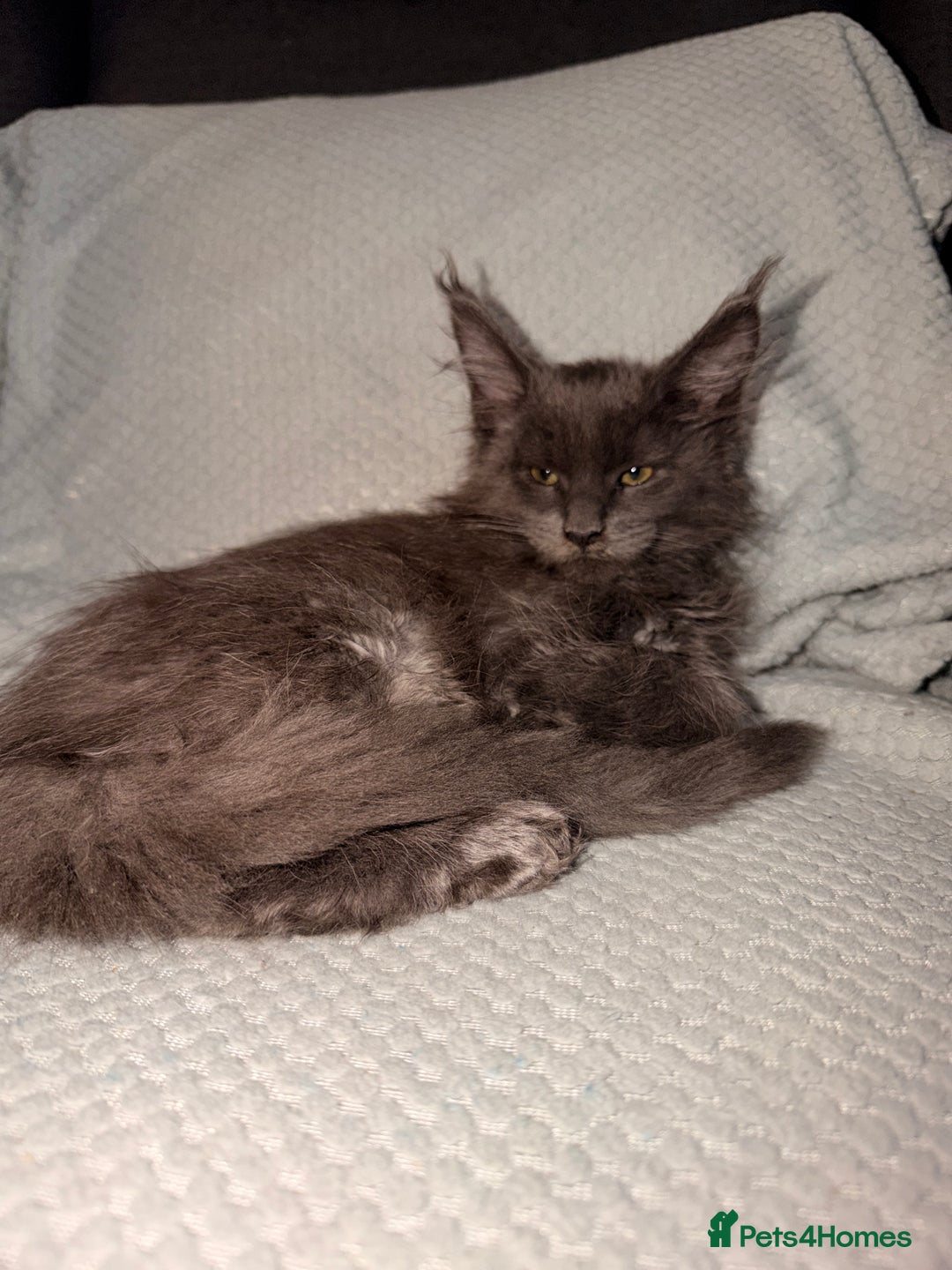Maine Coon cats for sale: Last girl  - Advert 5