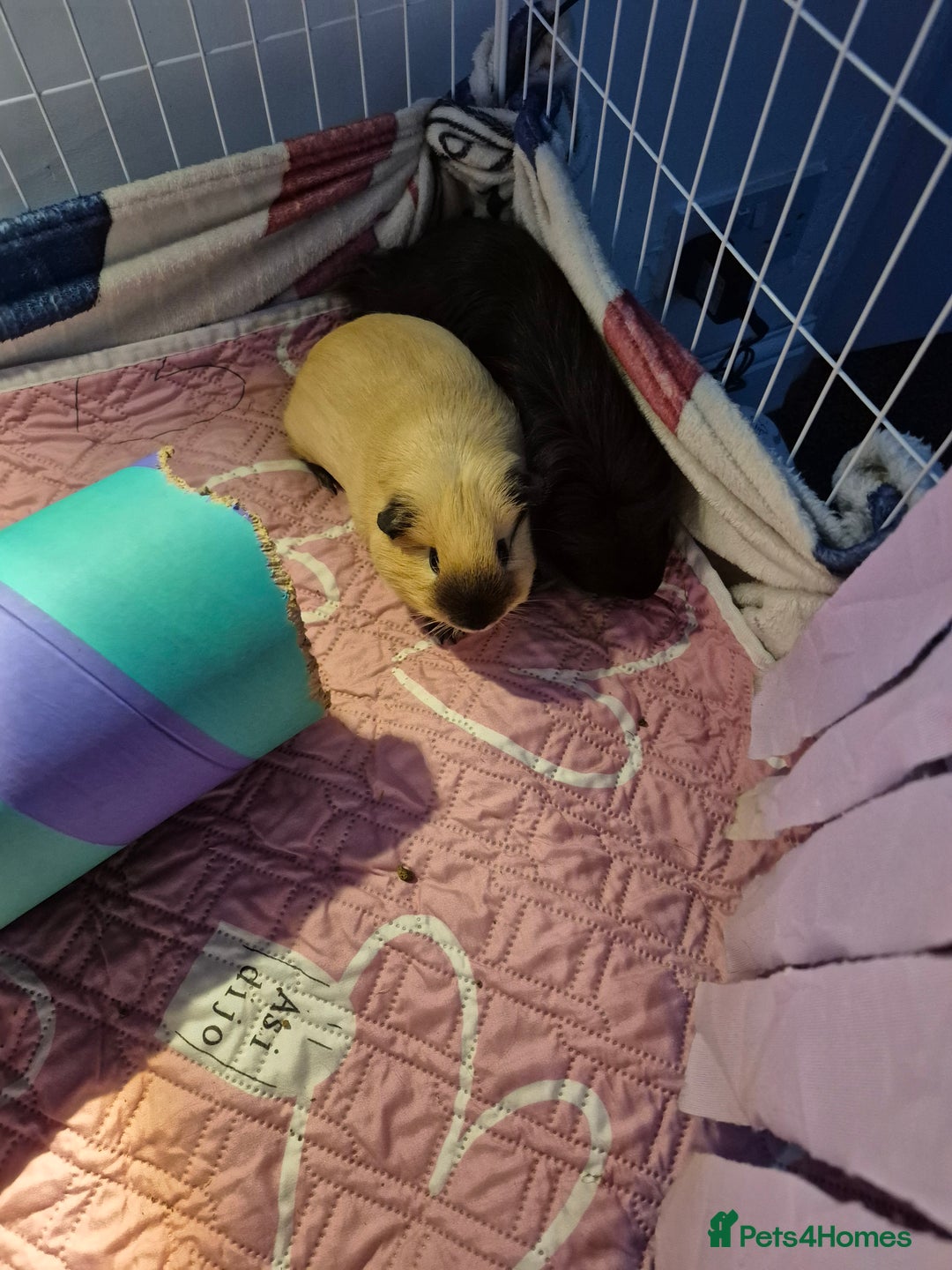 Guinea Pig rodents for sale: 3 male guinea pigs  - Advert 4