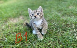 European cats for sale: 5 Adorable Male Kittens Looking for Loving Home - Image 4