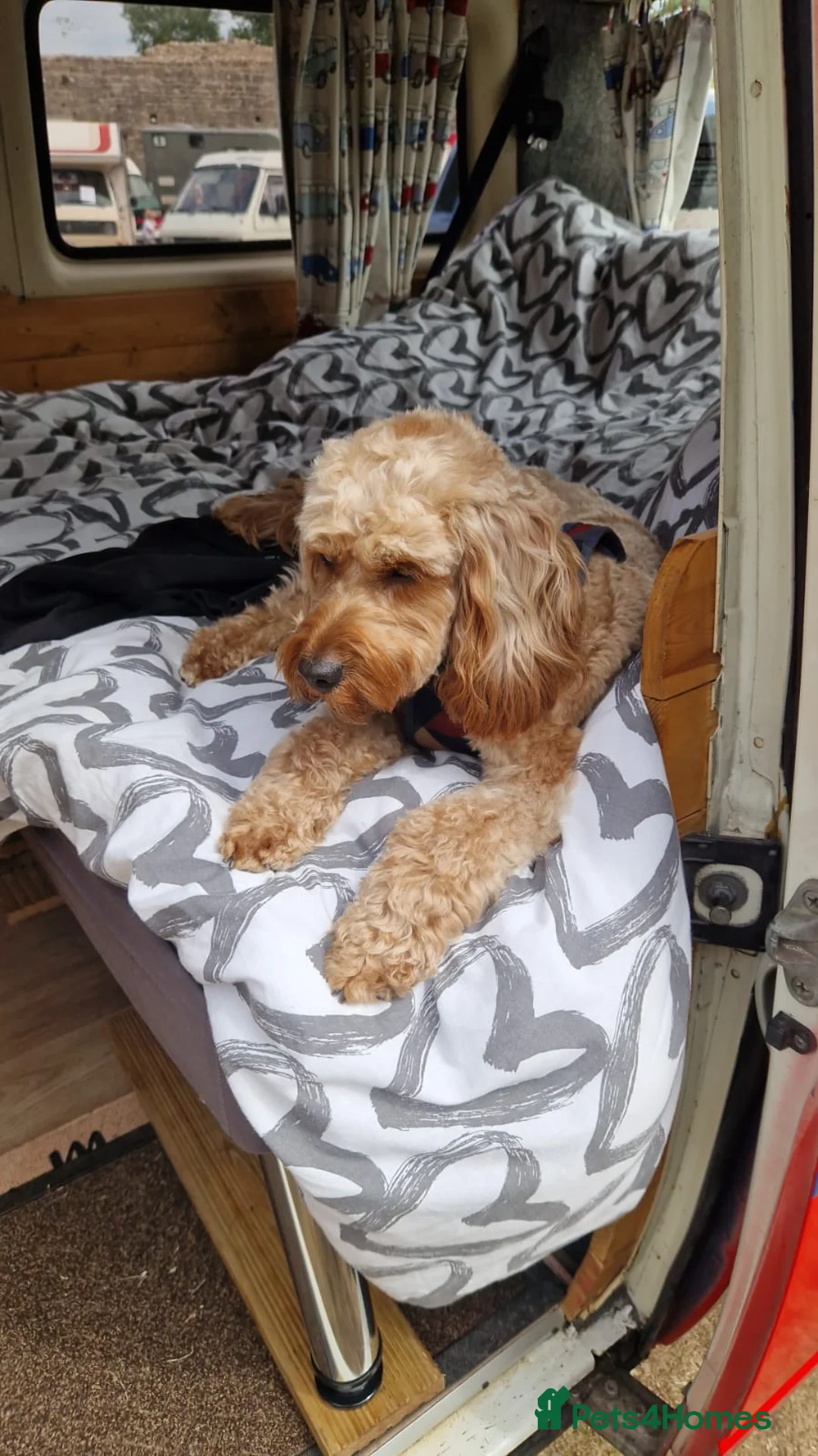 Cavapoo dogs for sale: Monty the Cavapoo  - Advert 4