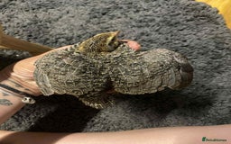 Quail poultry for sale: Beautiful coturnix, CPQ and bobwhite quails - Image 11