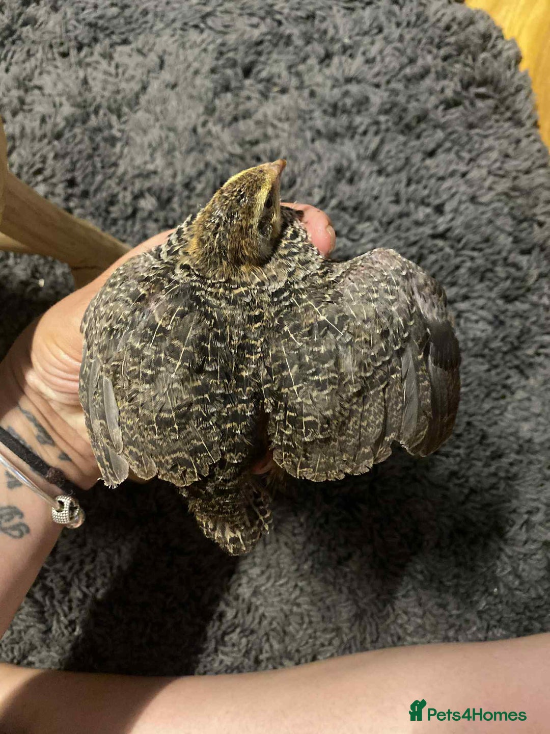 Quail poultry for sale: Beautiful coturnix, CPQ and bobwhite quails - Image 11